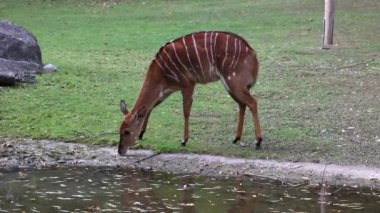 Nyala, Tragelaphus angasii Güney Afrika 'ya özgü spiral boynuzlu bir antiloptur. Bovidae familyasından ve Nyala familyasından, Tragelaphus familyasından bir türdür.. 