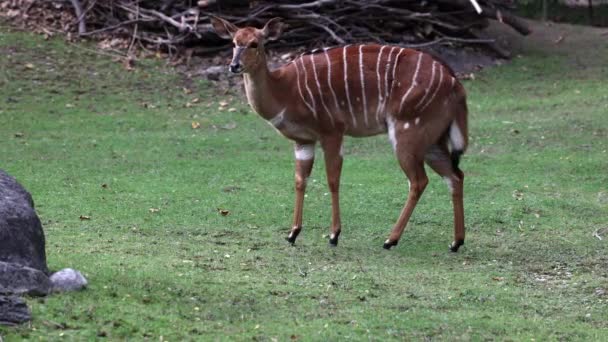 Nyala Tragelaphus Angasii Antilope Spirale Originaria Dell Africa Meridionale Una — Video Stock