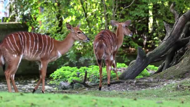 Nyala Tragelaphus Angasii Spirálovitá Antilopa Původem Jižní Afriky Druh Čeledi — Stock video