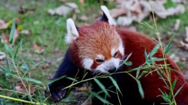 Kırmızı panda, Ailurus fulgens, daha küçük panda ve ağaçta oturan kırmızı kedi ayı olarak da bilinir..