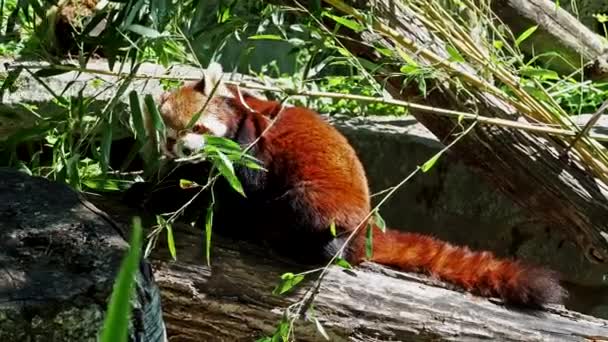 Červená Panda Ailurus Fulgens Také Volal Menší Panda Červený Kočičí — Stock video