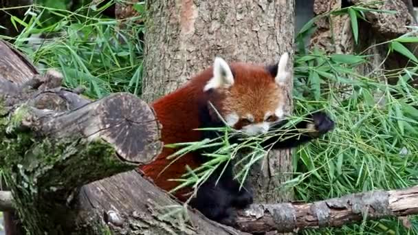 Der Rote Panda Ailurus Fulgens Auch Kleiner Panda Genannt Und — Stockvideo