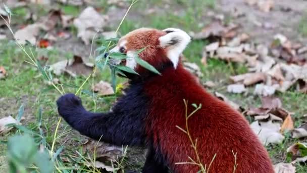 Czerwona Panda Ailurus Fulgens Nazywana Również Mniejszą Pandą Czerwonym Kotem — Wideo stockowe