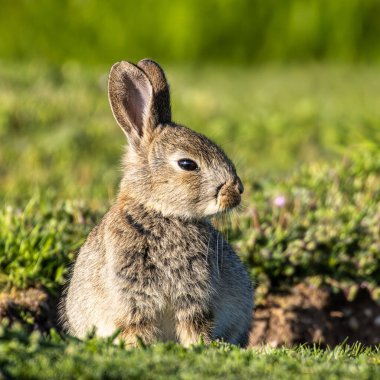 Avrupa tavşanı, ortak tavşan, tavşan, Oryctolagus cuniculus Münih Panzerwiese 'de bir çayırda oturuyor.