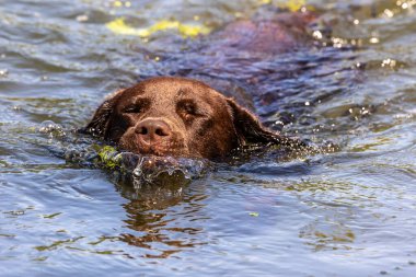 Labrador Retriever, Canis lupus familiaris gölde yüzüyor. Sağlıklı çikolata rengi labrador retriever Almanya 'da Donauwoerth, Bavyera' da eğleniyor.