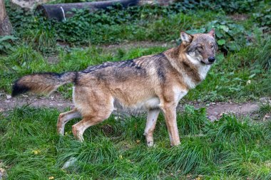 Kurt, gri kurt ya da kereste kurdu olarak da bilinen, Avrasya ve Kuzey Amerika 'nın vahşi ve uzak bölgelerinde yaşayan bir köpek türüdür..