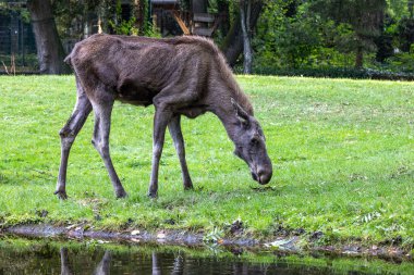 Avrupa geyiği, Alces alces, geyik olarak da bilinir. Vahşi yaşam hayvanı.