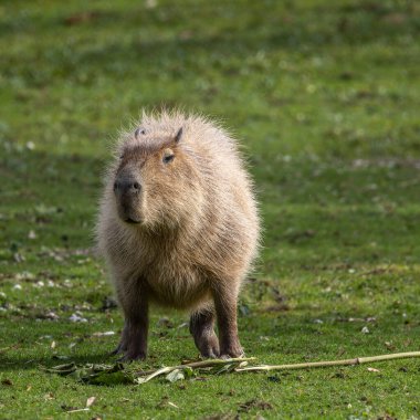 Capybara, Hydrochoerus hydrochaeris Güney Amerika 'da yaşayan bir memelidir. Dünyada yaşayan en büyük kemirgendir..