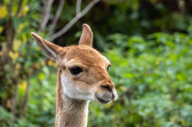 Vicunas, Vicugna Vicugna, And Dağları 'nın yüksek dağlık bölgelerinde yaşayan lama' nın akrabaları.