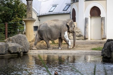 Asya fili, Asya fili olarak da adlandırılır Elephas maximus tek şey yaşam türü Elephas ve Hindistan ve Güneydoğu Asya dağıtılır