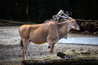 Büyük kudu, yayılım gösterir: strepsiceros Doğu ve Güney Afrika boyunca bulunan ormanlık bir antilop olduğunu..