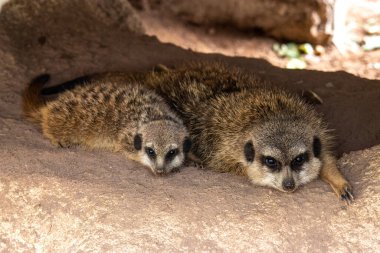 Meerkat, Suricata suricatta bir taşın altında oturuyor ve uzaklığa bakıyor..