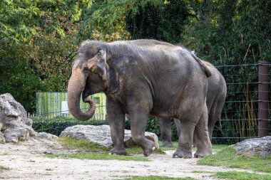 Asya fili, Asya fili olarak da adlandırılır Elephas maximus tek şey yaşam türü Elephas ve Hindistan ve Güneydoğu Asya dağıtılır