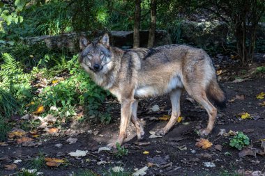 Kurt, gri kurt ya da kereste kurdu olarak da bilinen, Avrasya ve Kuzey Amerika 'nın vahşi ve uzak bölgelerinde yaşayan bir köpek türüdür..