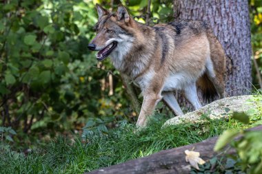 Kurt, gri kurt ya da kereste kurdu olarak da bilinen, Avrasya ve Kuzey Amerika 'nın vahşi ve uzak bölgelerinde yaşayan bir köpek türüdür..