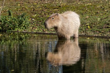 Capybara, Hydrochoerus hydrochaeris Güney Amerika 'da yaşayan bir memelidir. Dünyada yaşayan en büyük kemirgendir..