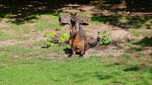 Bagno Wallaby Dwukolorowy Wallabia Jest Jednym Mniejszych Kangurów Ściana Jest — Wideo stockowe