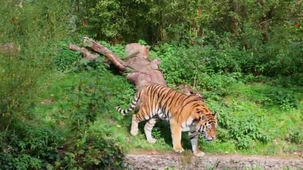 Сибірський Тигр Пантера Тигріс Тігіка Найбільший Кіт Світі — стокове відео
