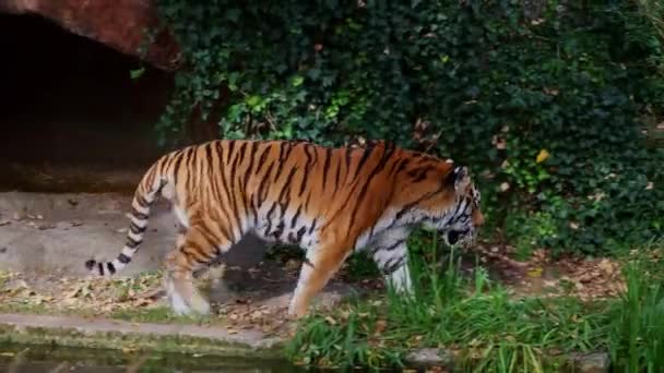 Tigre Siberiano Panthera Tigris Altaica Maior Gato Mundo — Vídeo de Stock