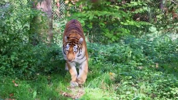 シベリアの虎 パンテラ トラリス ヴァリカは世界最大の猫 — ストック動画