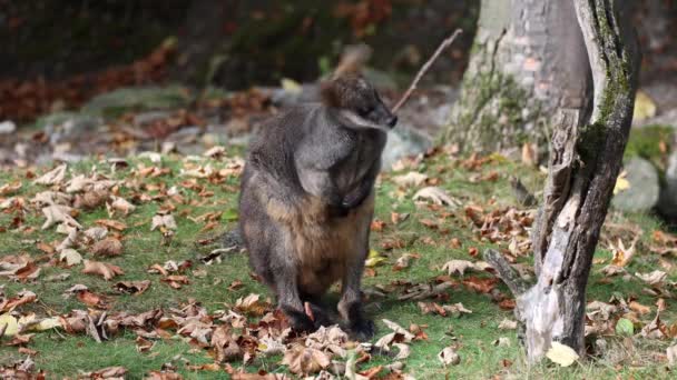 Pântano Wallaby Wallabia Bicolor Dos Cangurus Menores Este Wallaby Também — Vídeo de Stock