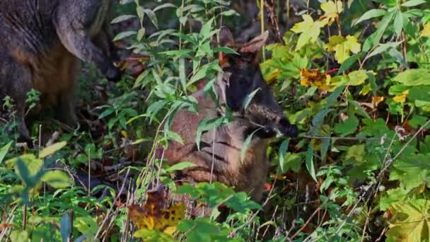 ワラビア色のスワンプ ワラビー Swamp Wallaby より小さなカンガルーの一つである このワラビーは一般に黒いワラビーとしても知られている — ストック動画