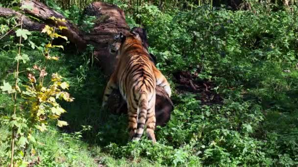 Tigre Siberiano Panthera Tigris Altaica Gato Más Grande Del Mundo — Vídeos de Stock