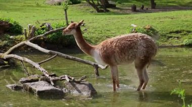 Vicunas, Vicugna Vicugna, And Dağları 'nın yüksek dağlık bölgelerinde yaşayan lama' nın akrabaları.