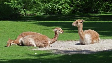 Vicunas, Vicugna Vicugna, And Dağları 'nın yüksek dağlık bölgelerinde yaşayan lama' nın akrabaları.