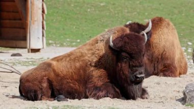 Bizon ya da bizon, bir zamanlar Kuzey Amerika 'da geniş sürüler halinde yaşayan bir bizon türüdür.. 