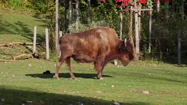 Bisonte Americano Simplemente Bisonte También Conocido Comúnmente Como Búfalo Americano — Vídeos de Stock