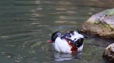 Ortak shelduck, Tadorna tadorna Tadorna shelduck cins su kuşları familyasından.