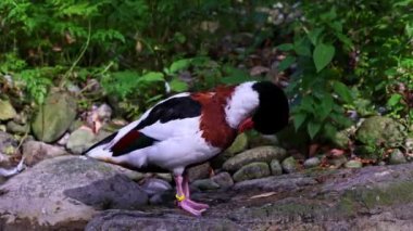 Ortak shelduck, Tadorna tadorna Tadorna shelduck cins su kuşları familyasından.