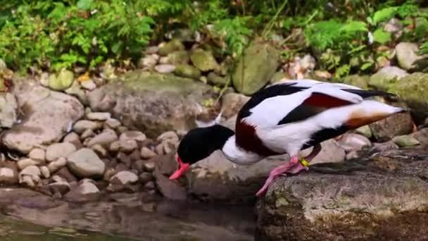 Wspólne Kaczki Ohar Tadorna Tadorna Jest Gatunków Ptactwa Wodnego Rodzaju — Wideo stockowe
