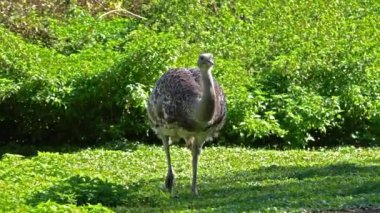 Darwin 'in Rhea' sı, Rhea pennata, daha az Rhea olarak da bilinir..