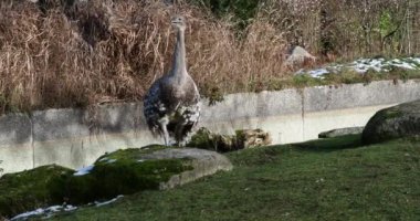 Darwin 'in Rhea' sı, Rhea pennata, daha az Rhea olarak da bilinir..