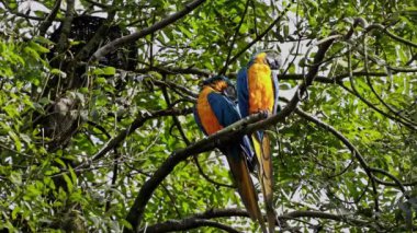 Mavi ve sarı papağan, Ara aratyası, mavi ve altın papağanı olarak da bilinir, çoğunlukla mavi üst kısımları ve açık turuncu alt kısımları olan büyük bir Güney Amerika papağanıdır.