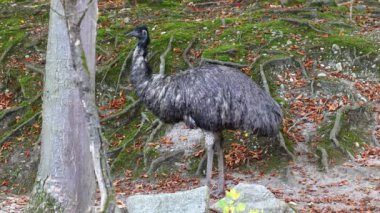Dromaius novaehollandiae, devekuşunun ratit akrabası olan devekuşundan sonra yaşayan en büyük ikinci kuş türüdür. Avustralya 'ya özgüdür.