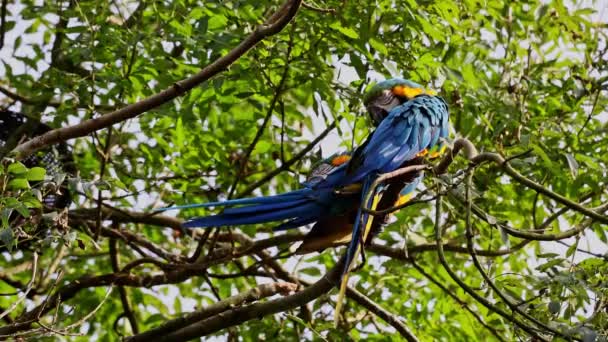 Ара Арарауна Також Відома Синьо Золотий Ара Великий Південноамериканський Папуга — стокове відео