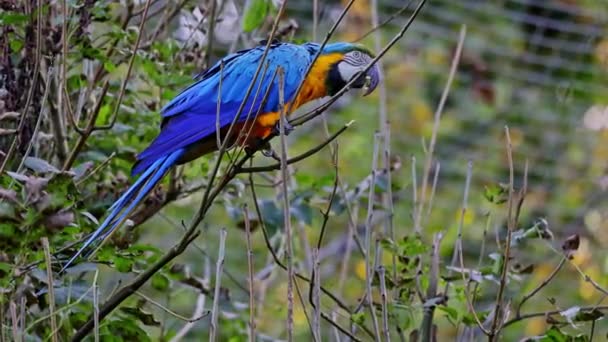 Den Blå Gula Macaw Ara Ararauna Även Känd Som Blå — Stockvideo