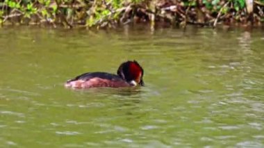 Great Crested Grebe, Podiceps kristali bir balık yakaladı. Güzel turuncu renkli bir kuş, kırmızı gözlü bir su kuşu. Eski Dünya 'da bulunan en büyük aile üyesidir..