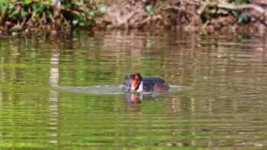 Great Crested Grebe, Podiceps kristali bir balık yakaladı. Güzel turuncu renkli bir kuş, kırmızı gözlü bir su kuşu. Eski Dünya 'da bulunan en büyük aile üyesidir..