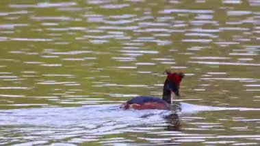 Great Crested Grebe, Podiceps kristali bir balık yakaladı. Güzel turuncu renkli bir kuş, kırmızı gözlü bir su kuşu. Eski Dünya 'da bulunan en büyük aile üyesidir..