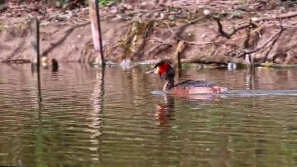 Velký Chocholatý Grebe Podiceps Cristatus Chytil Rybu Pták Krásnými Oranžovými — Stock video