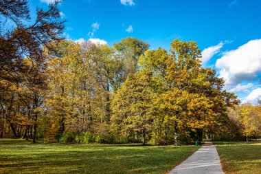 Münih 'in ünlü dinlenme yeri Englischer Garten' da altın sonbahar manzarası. Düşmüş yaprakları ve altın güneş ışığı olan İngiliz bahçesi. Munchen, Bavyera, Almanya
