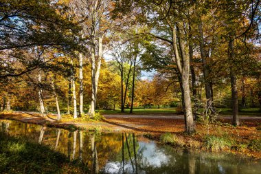 Münih 'in ünlü dinlenme yeri Englischer Garten' da altın sonbahar manzarası. Düşmüş yaprakları ve altın güneş ışığı olan İngiliz bahçesi. Munchen, Bavyera, Almanya