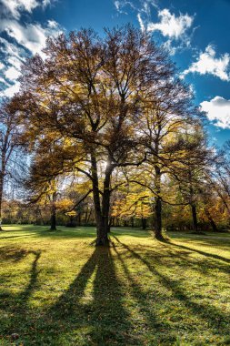 Münih 'in ünlü dinlenme yeri Englischer Garten' da altın sonbahar manzarası. Düşmüş yaprakları ve altın güneş ışığı olan İngiliz bahçesi. Munchen, Bavyera, Almanya