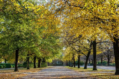 Bir sonbahar günü Münih 'teki Hofgarten Parkı' nda yürümek, Avrupa 'da Almanya