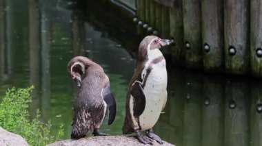 Humboldt pengueni, Spheniscus humboldti veya Perulu penguen