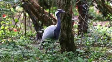 Demokiselle Crane ve Anthropoides başak kuşları gün boyunca açık yeşil çayırlarda yaşarlar. Orta Avrupa 'da bulunan bir turna türüdür.